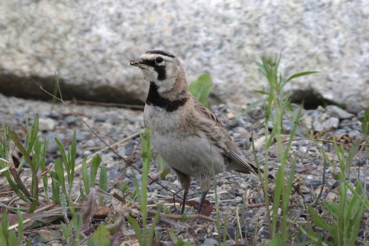 Horned Lark - ML639026267
