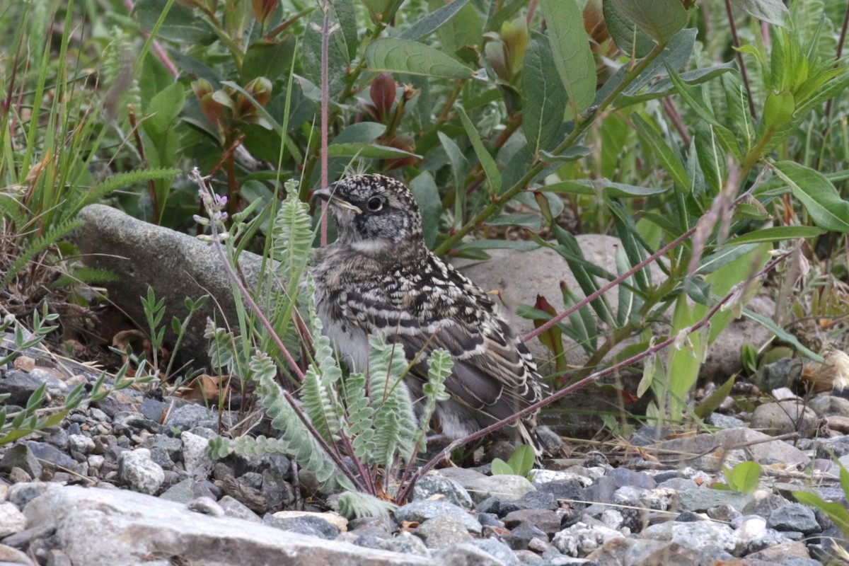Horned Lark - ML639026269
