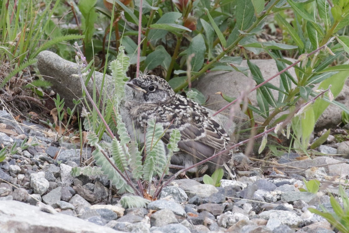 Horned Lark - ML639026270