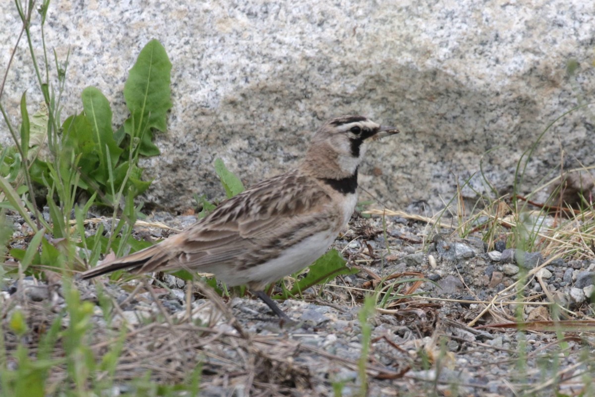 Horned Lark - ML639026271