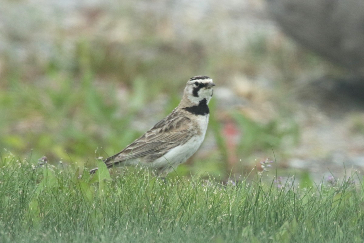 Horned Lark - ML639026272