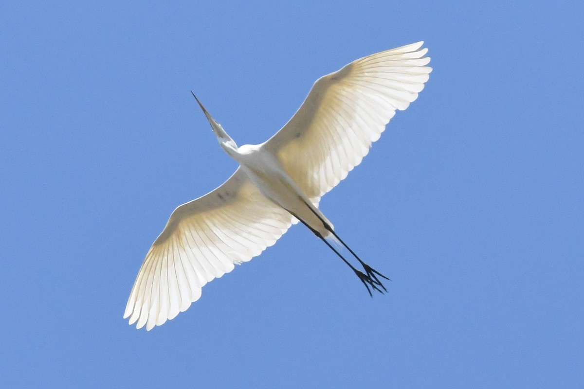 Great Egret - ML639026275