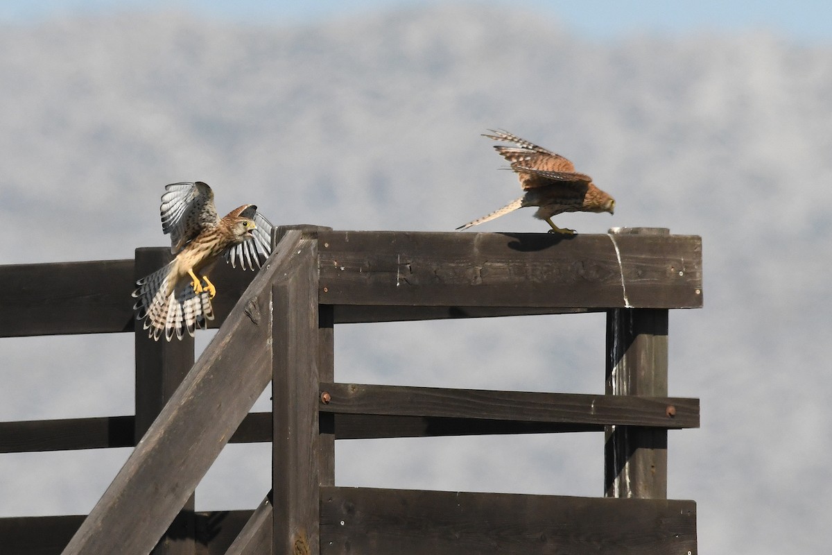 Eurasian Kestrel - ML639026281