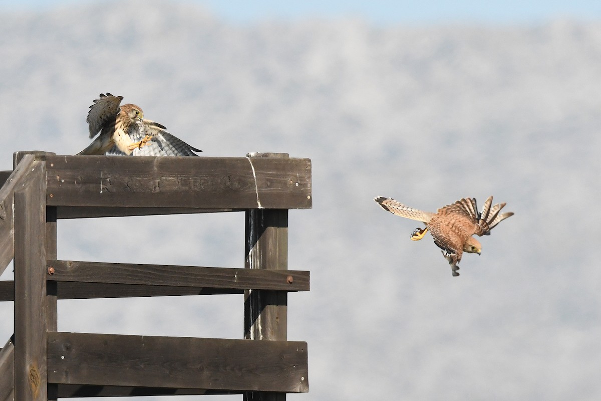 Eurasian Kestrel - ML639026283