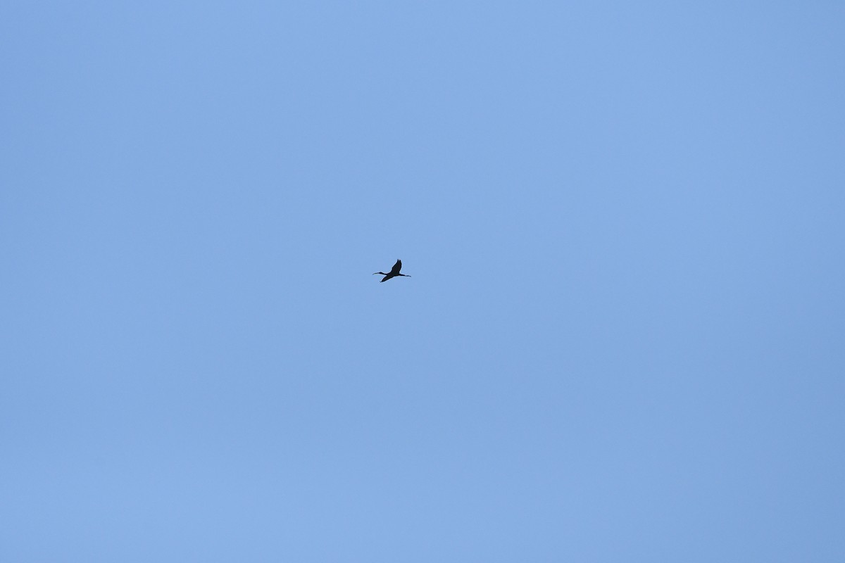 Glossy Ibis - ML639026290