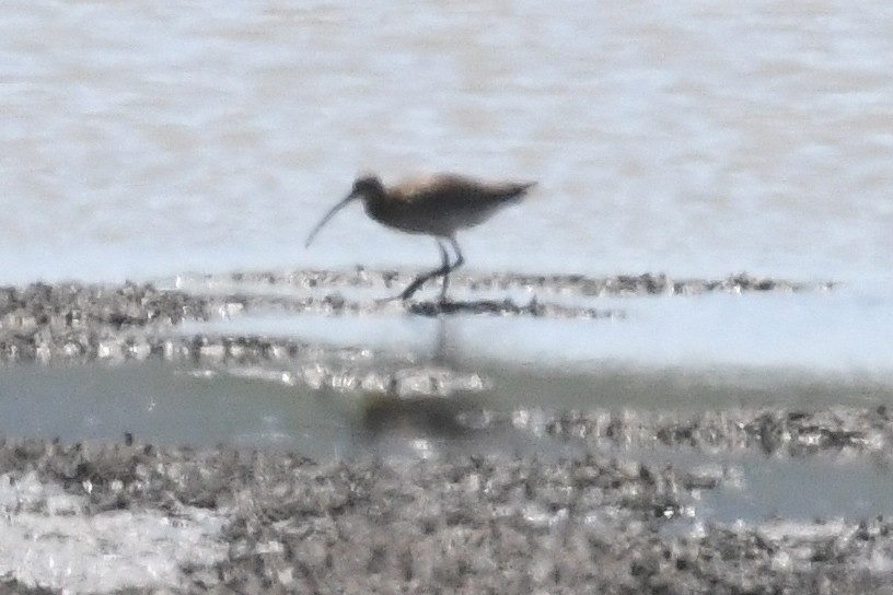 Eurasian Curlew - ML639026300