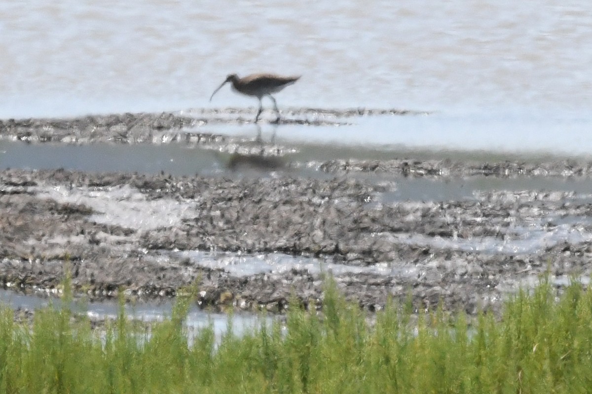 Eurasian Curlew - ML639026301