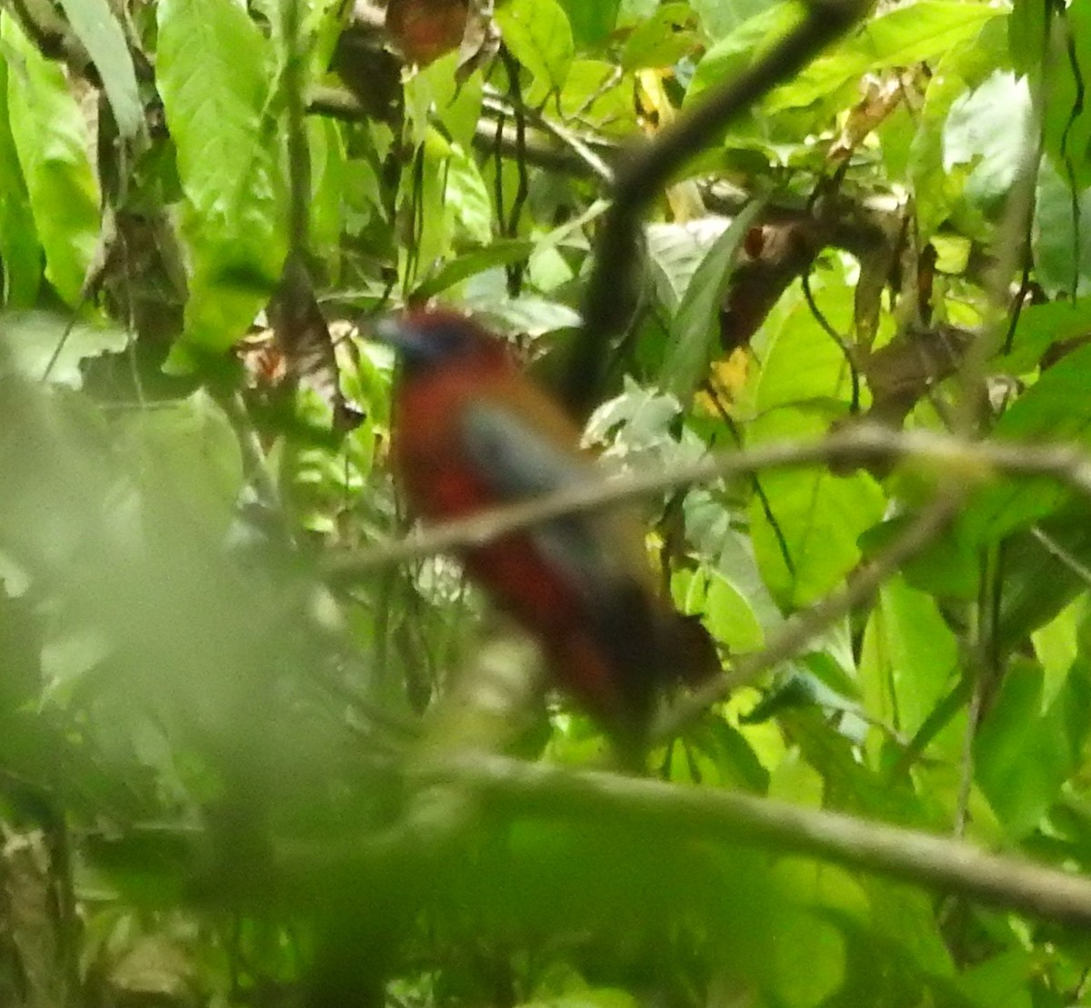 trogon rudohlavý - ML639026304