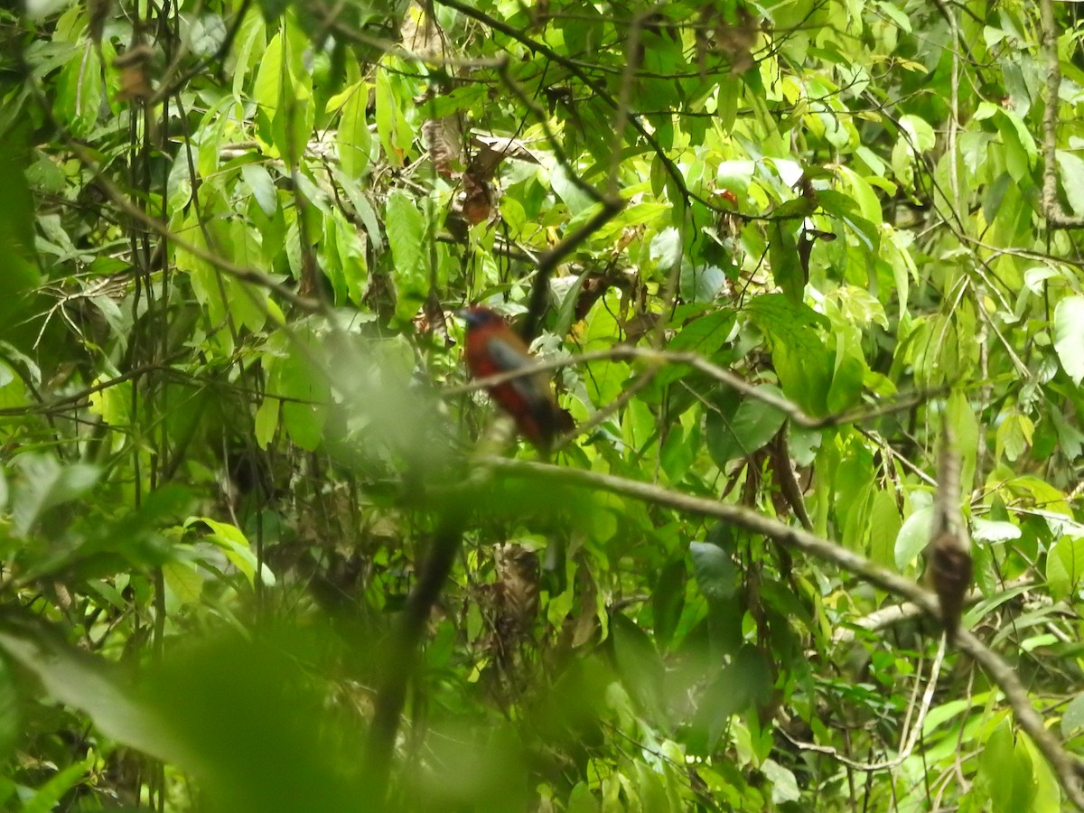trogon rudohlavý - ML639026305
