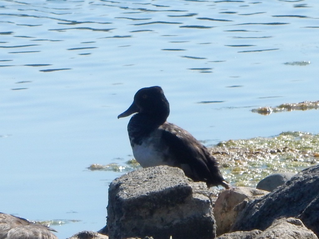 環頸潛鴨 - ML639026382