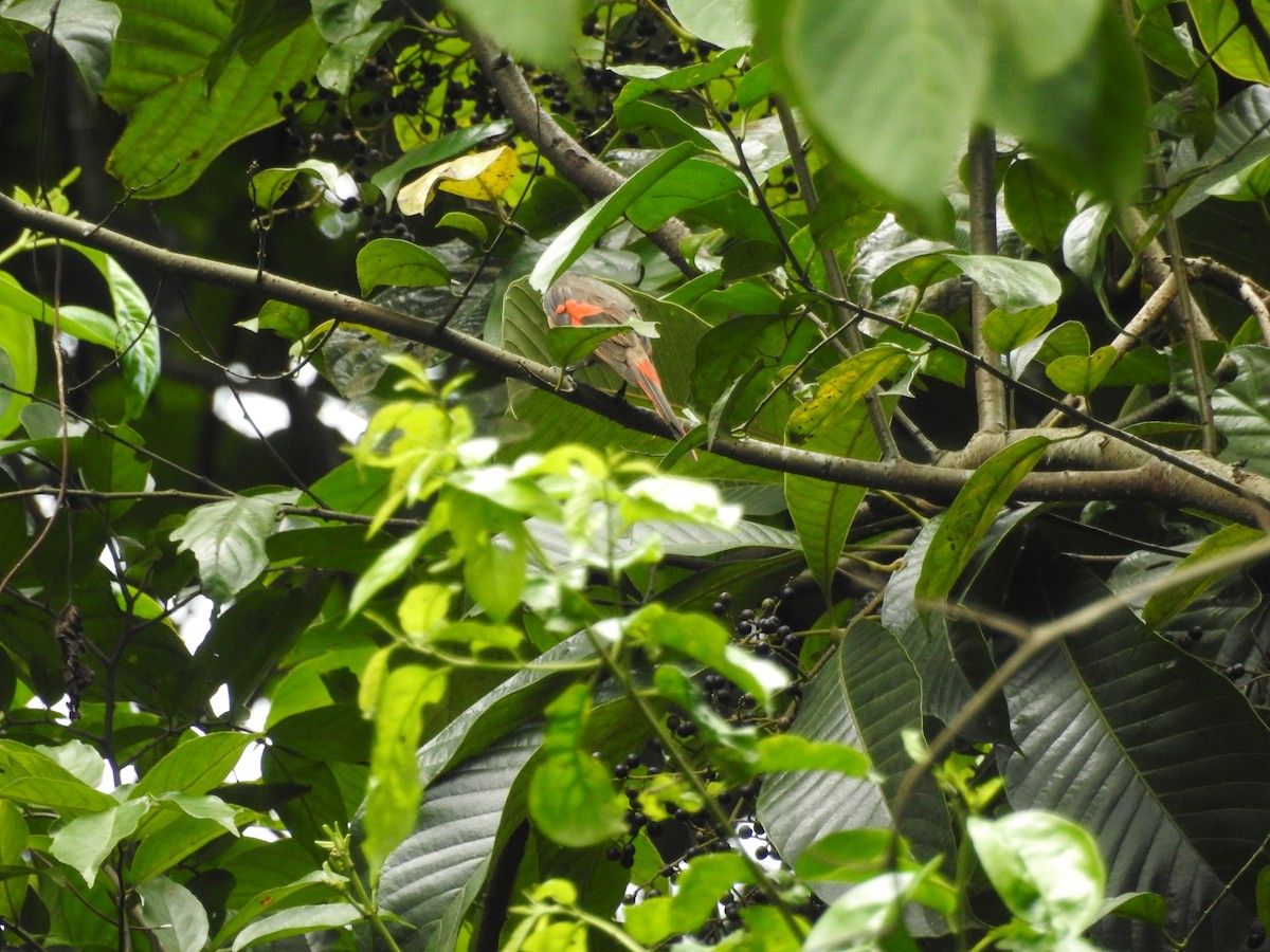 Rosy Minivet - ML639026383