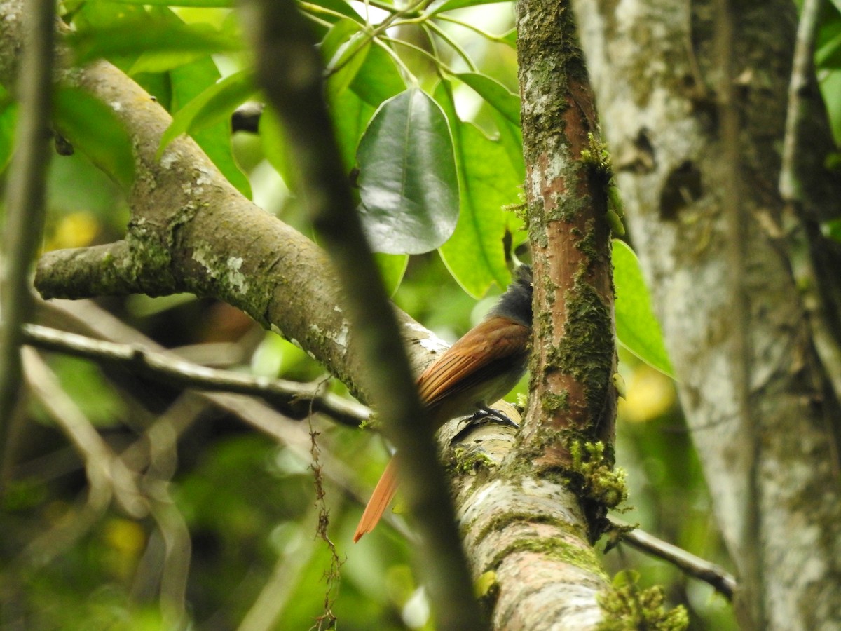 Blyth's Paradise-Flycatcher - ML639026413