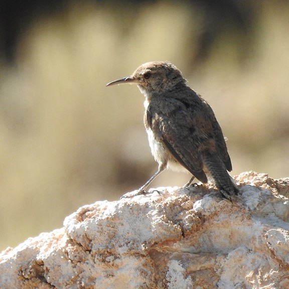 Rock Wren - ML639026434