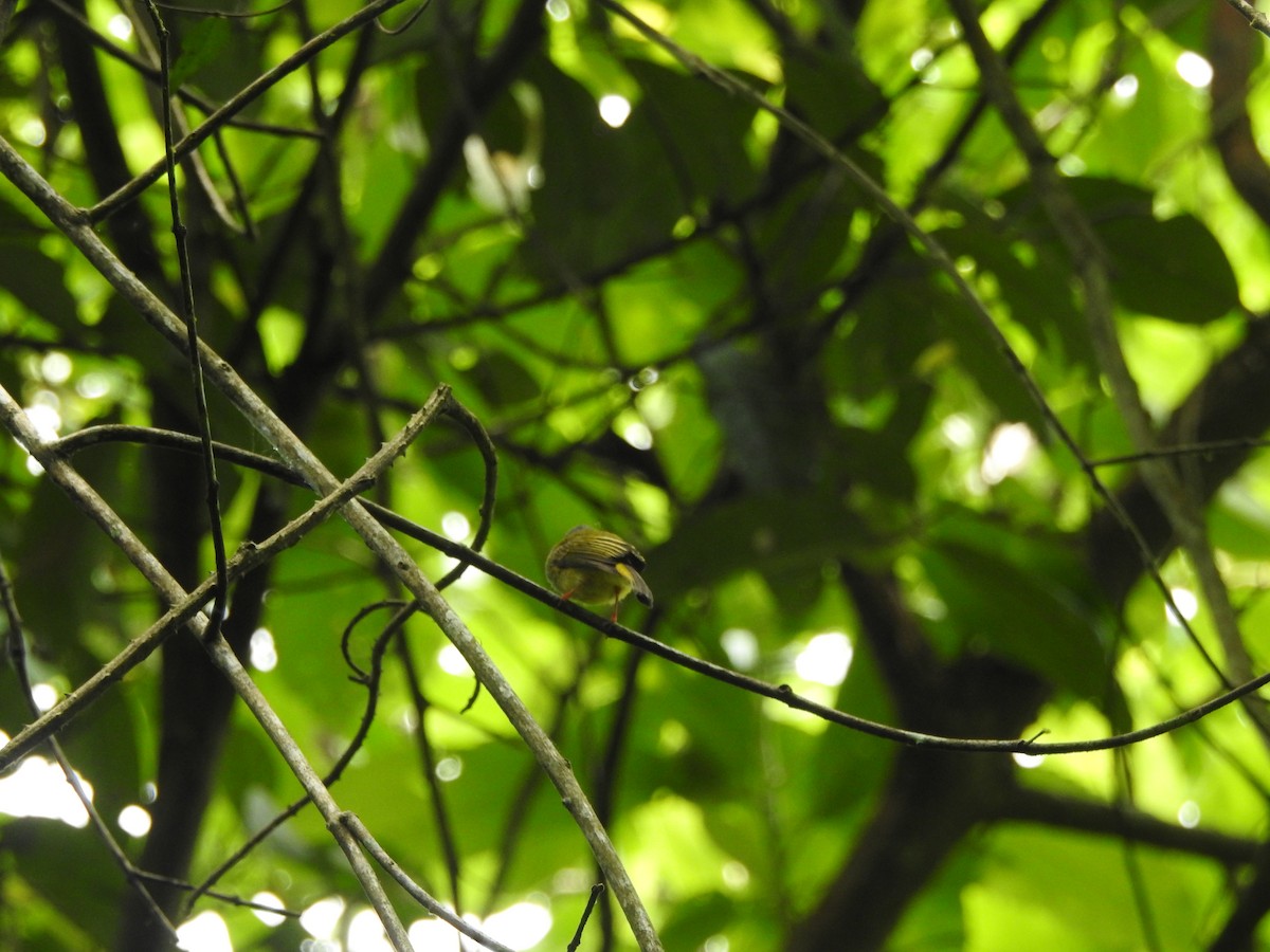 Gray-headed Canary-Flycatcher - ML639026436