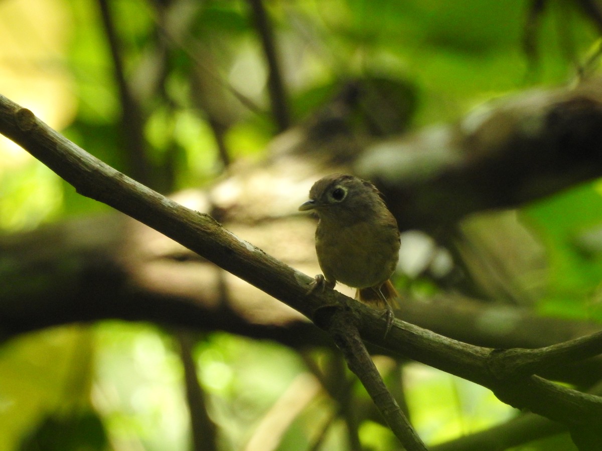 Nepal Fulvetta - ML639026452