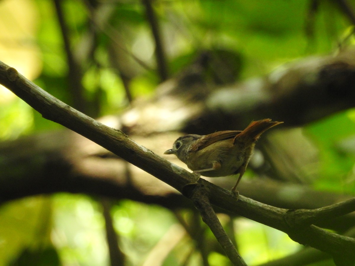 Nepal Fulvetta - ML639026453