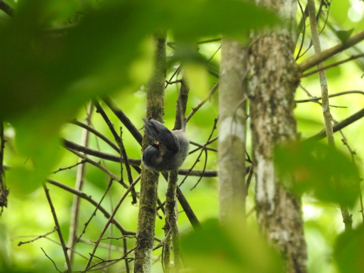 Velvet-fronted Nuthatch - ML639026470