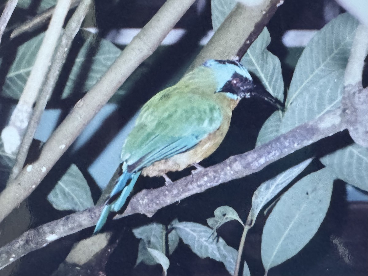 Trinidad Motmot - ML639026492