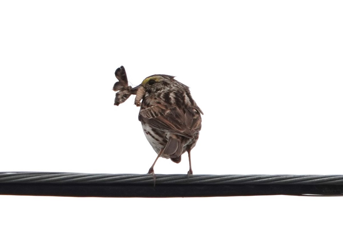 Savannah Sparrow - ML639026500