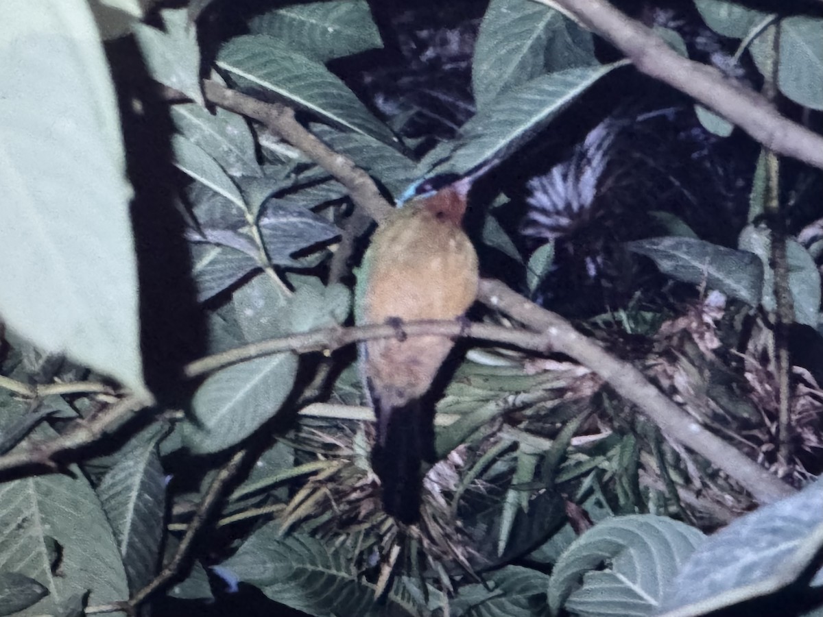 Trinidad Motmot - ML639026502