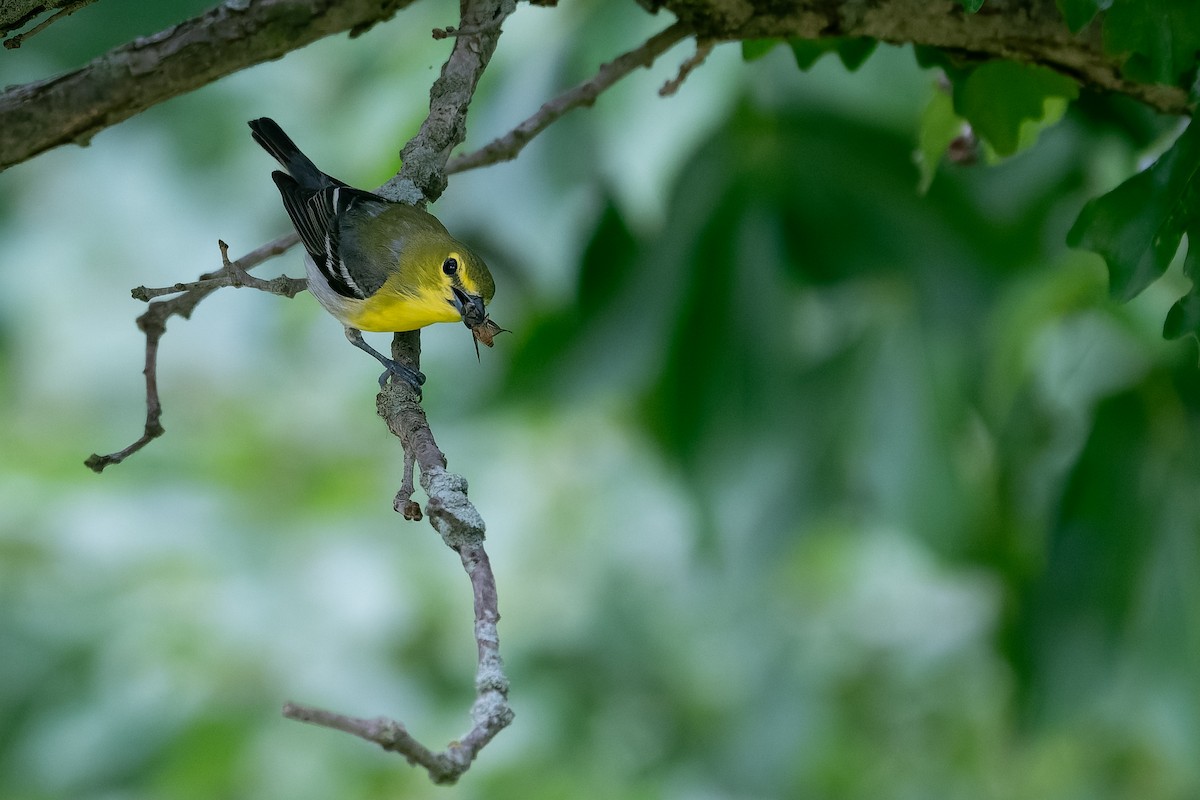 Yellow-throated Vireo - ML639026503