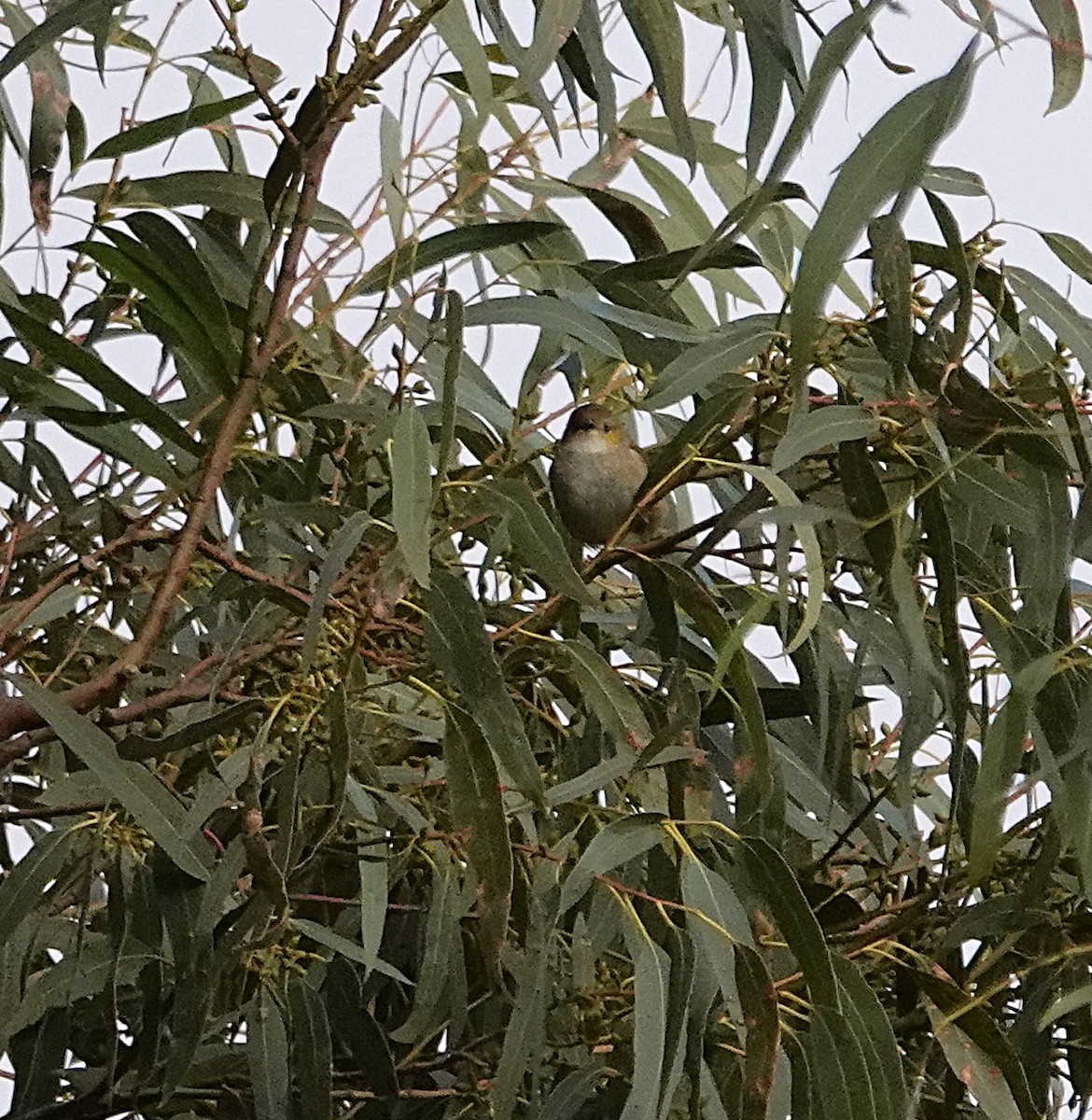 Forty-spotted Pardalote - ML639026509