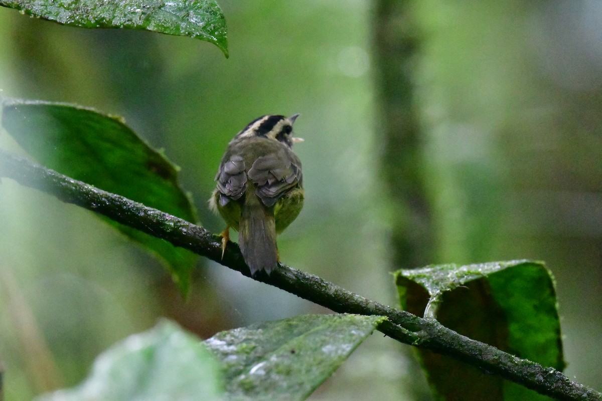 Costa Rican Warbler - ML639026554