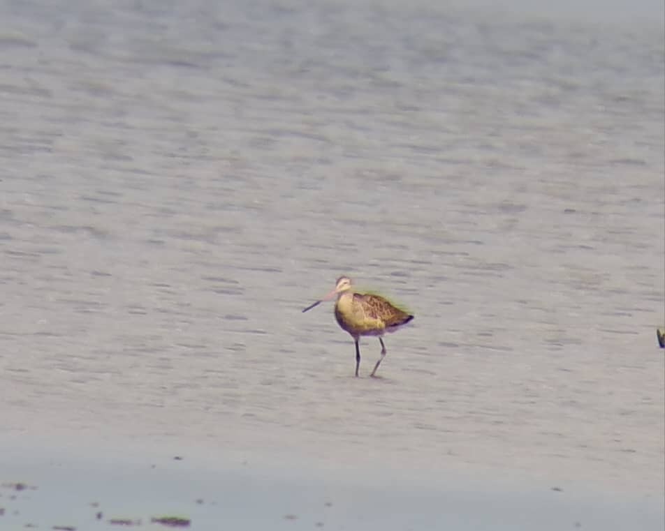 Marbled Godwit - ML639026588
