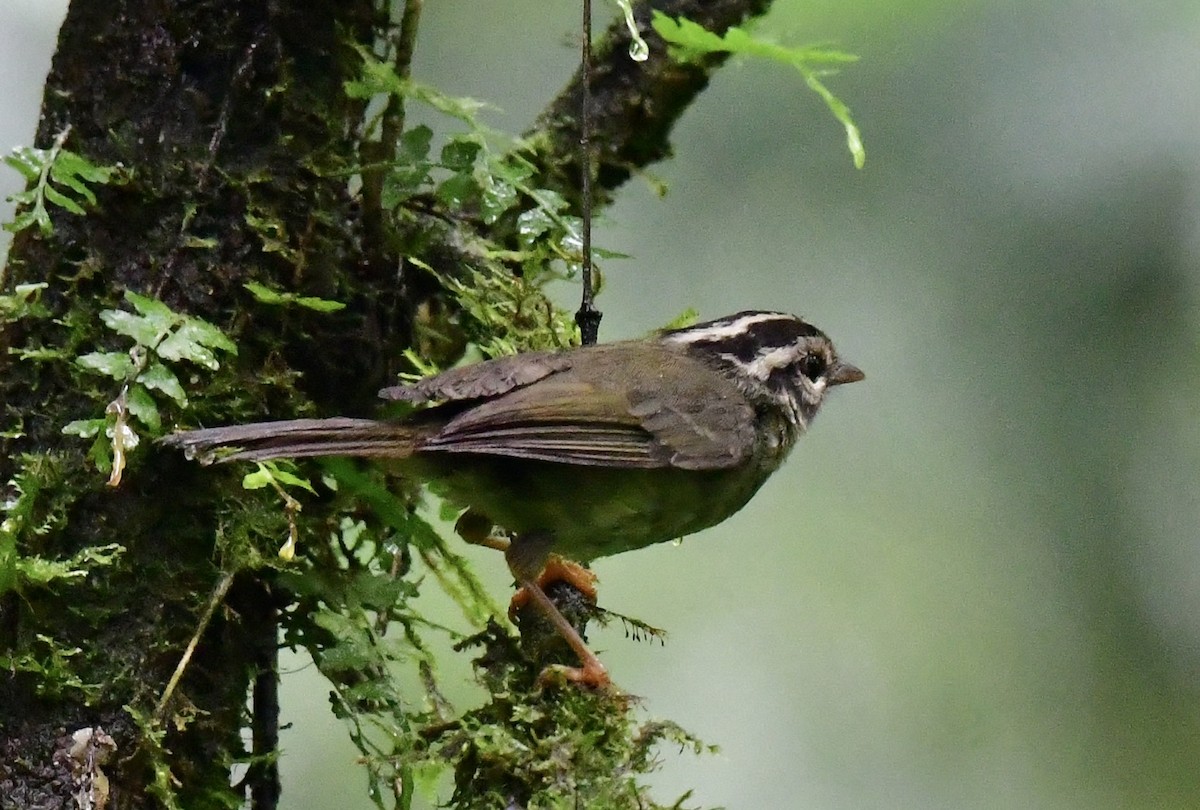 Costa Rican Warbler - ML639026599