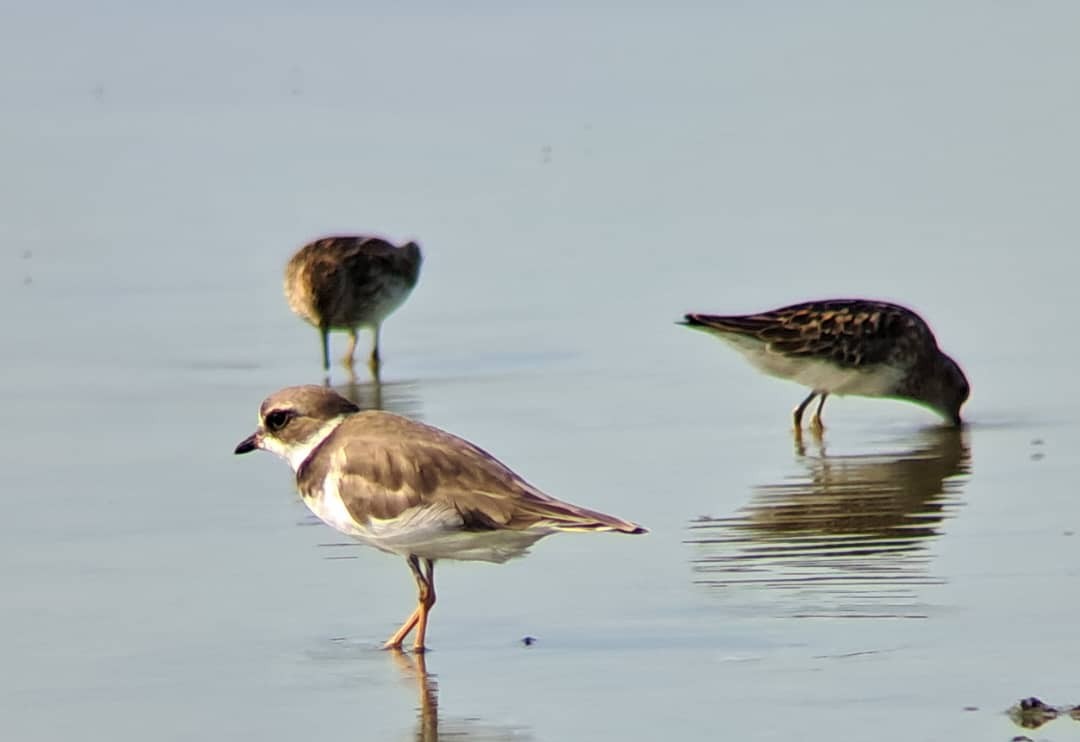 Semipalmated Plover - ML639026625