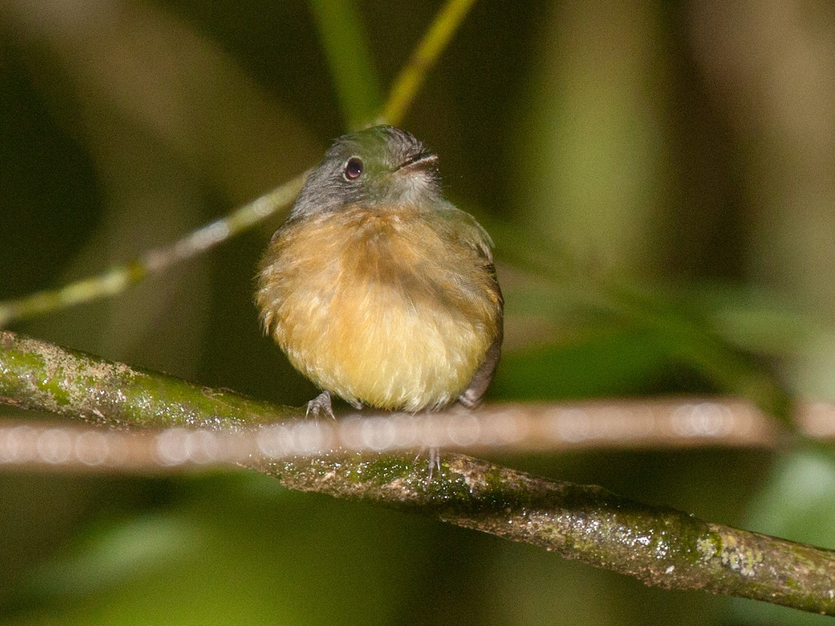 Tawny-chested Flycatcher - ML639026704