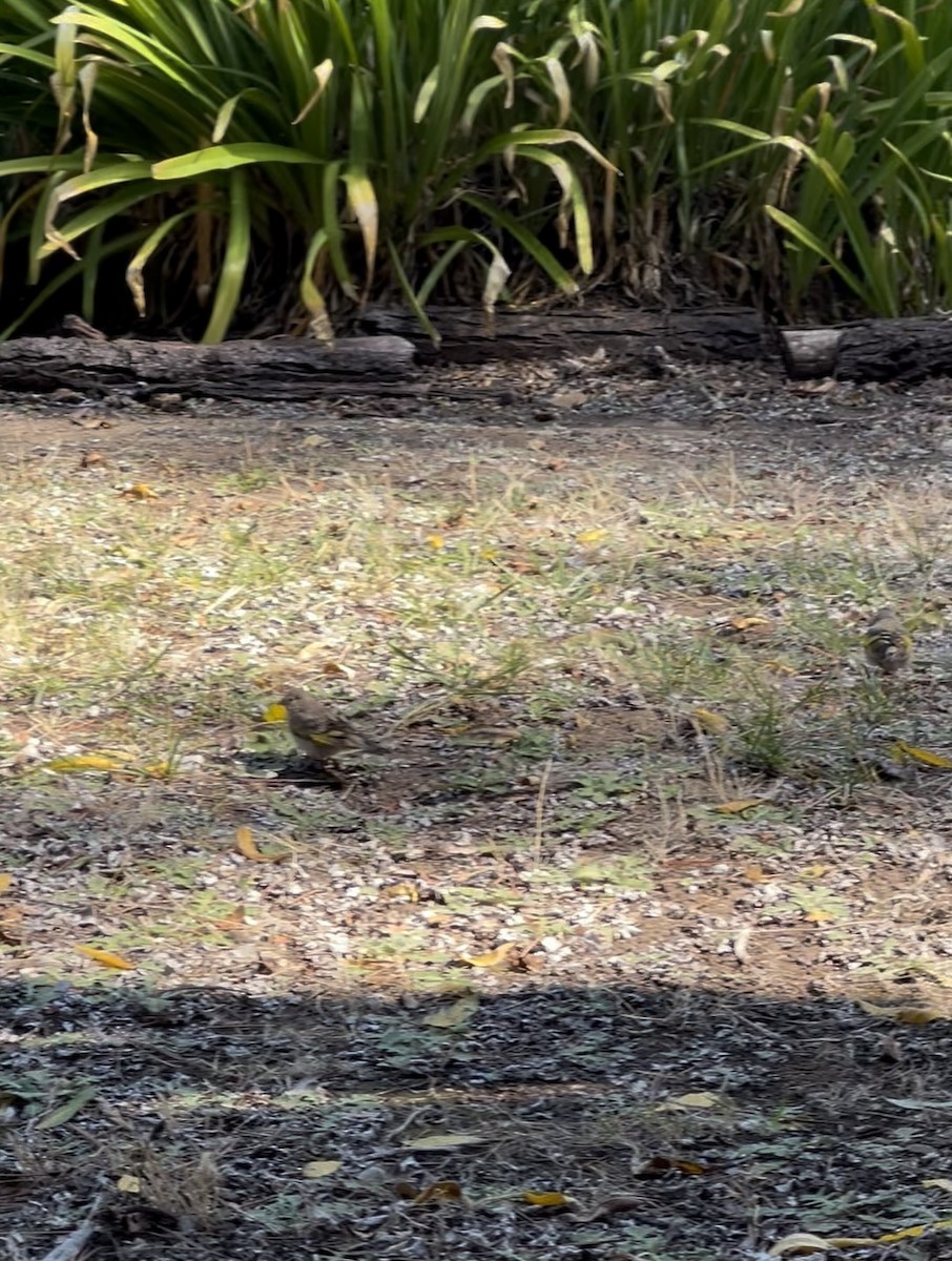 Lawrence's Goldfinch - ML639026769