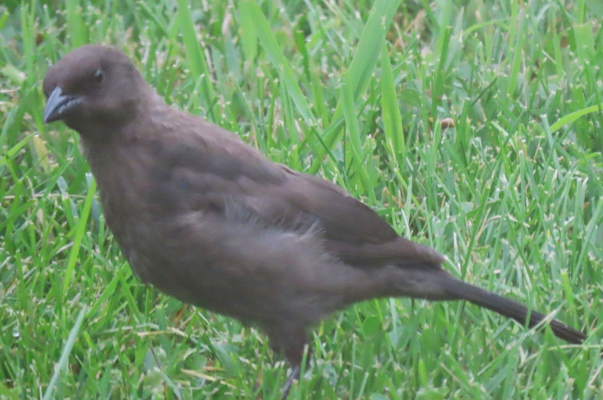 Common Grackle - ML639026814