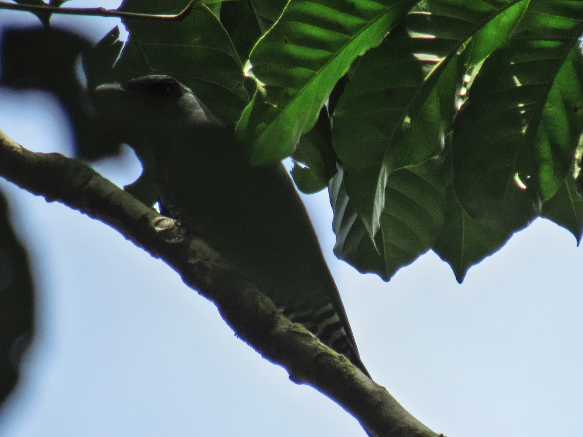 Visayan Cuckooshrike - ML639026894