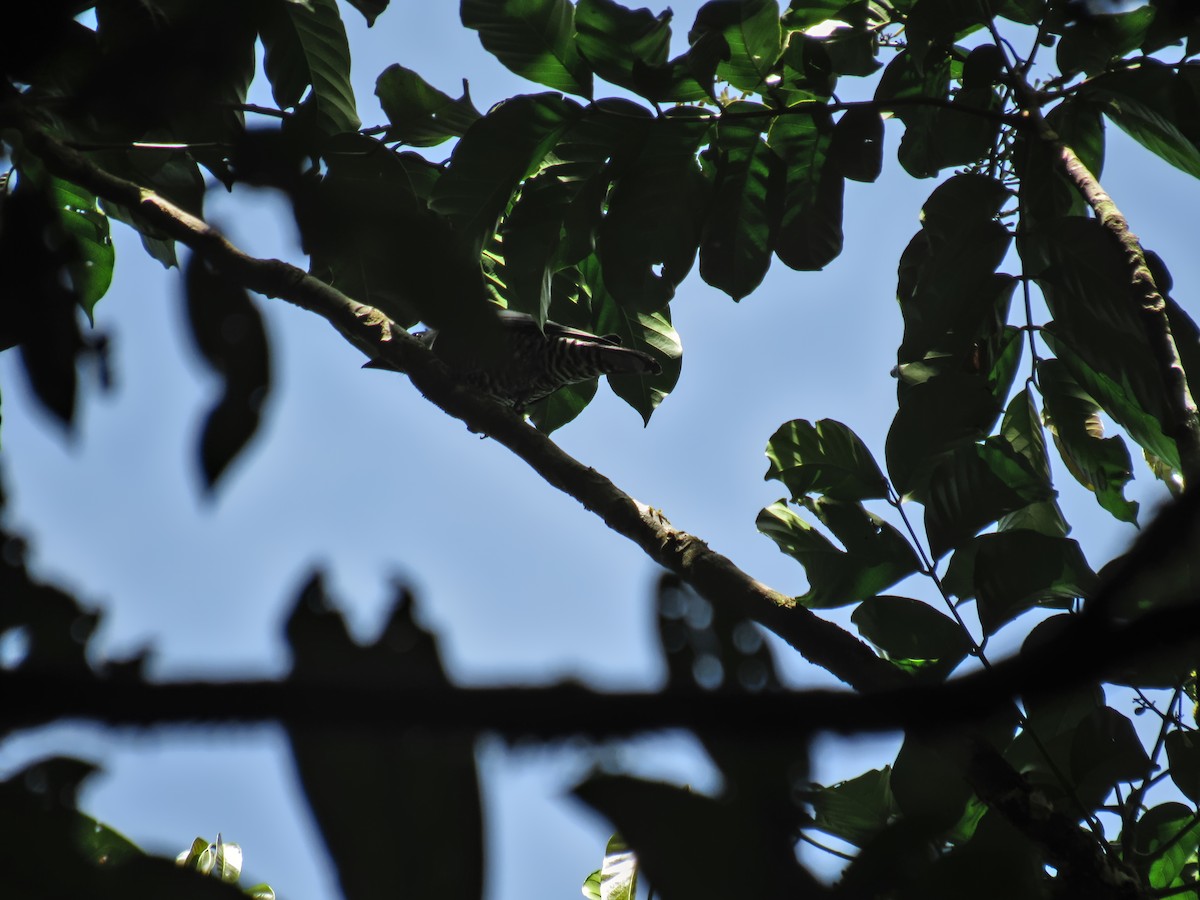 Visayan Cuckooshrike - ML639026895