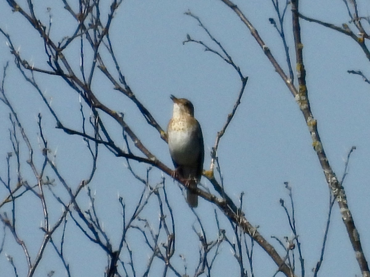 Veery - ML639026917