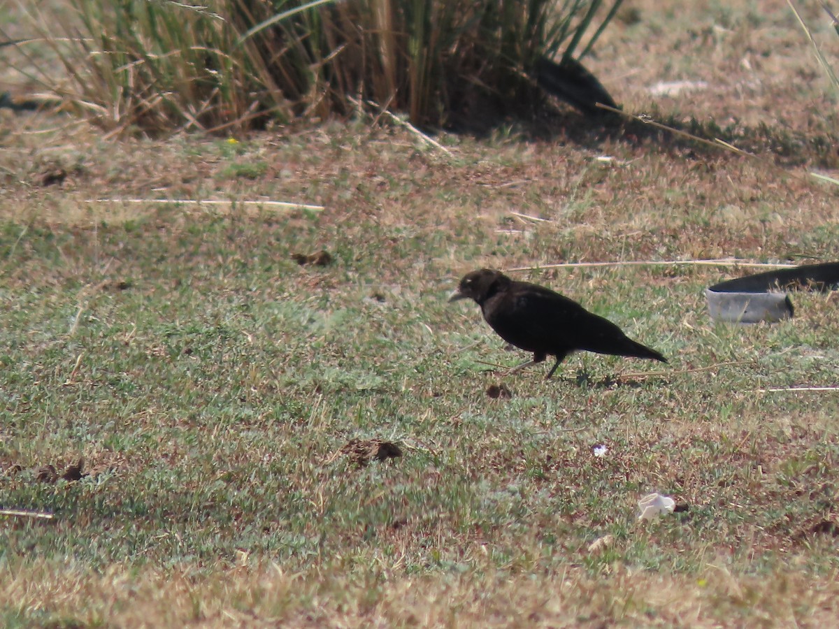 Black Lark - ML639026961