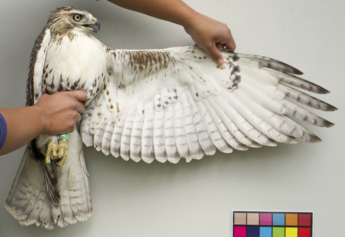 Red-tailed Hawk - ML639026991