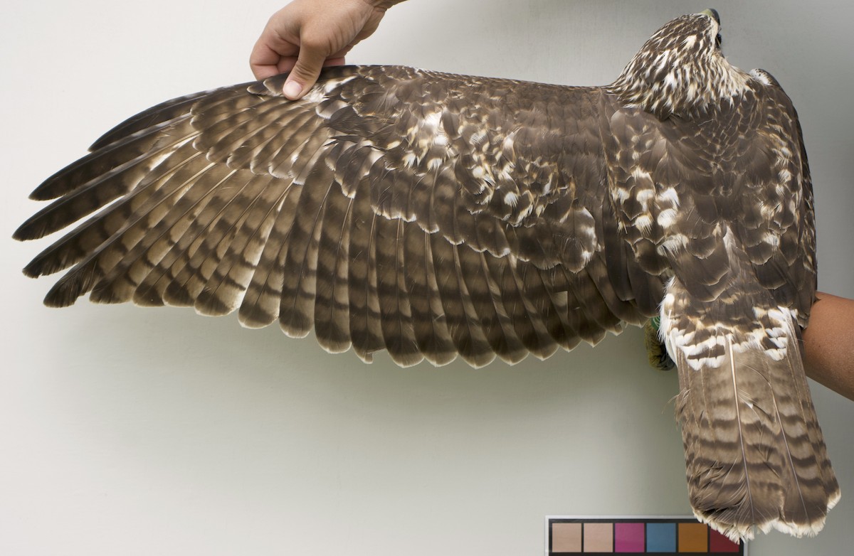 Red-tailed Hawk - ML639027004