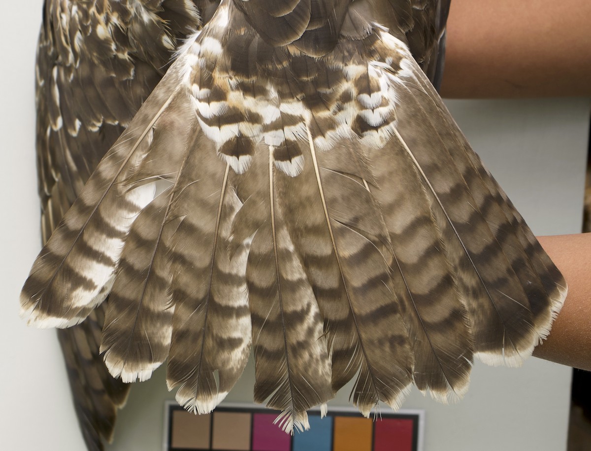 Red-tailed Hawk - ML639027006