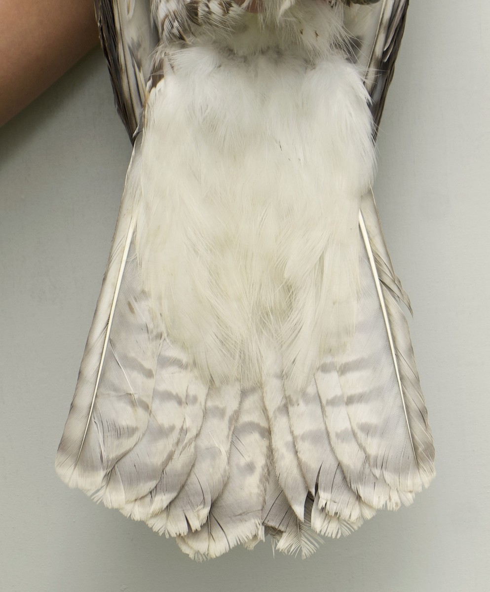 Red-tailed Hawk - ML639027013