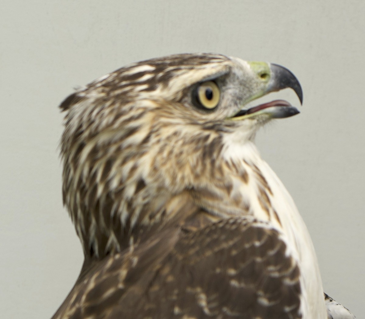 Red-tailed Hawk - ML639027017