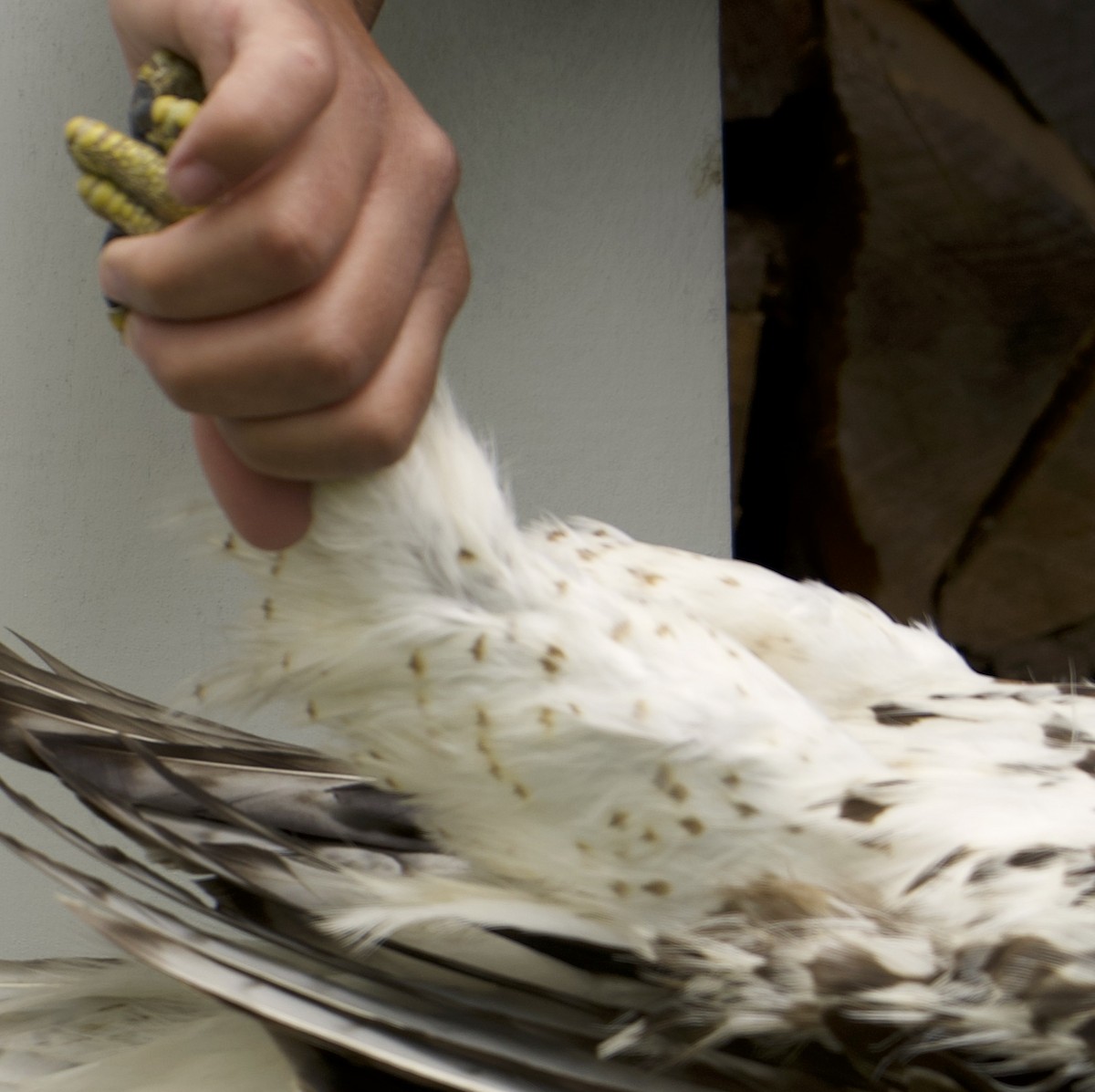 Red-tailed Hawk - ML639027023