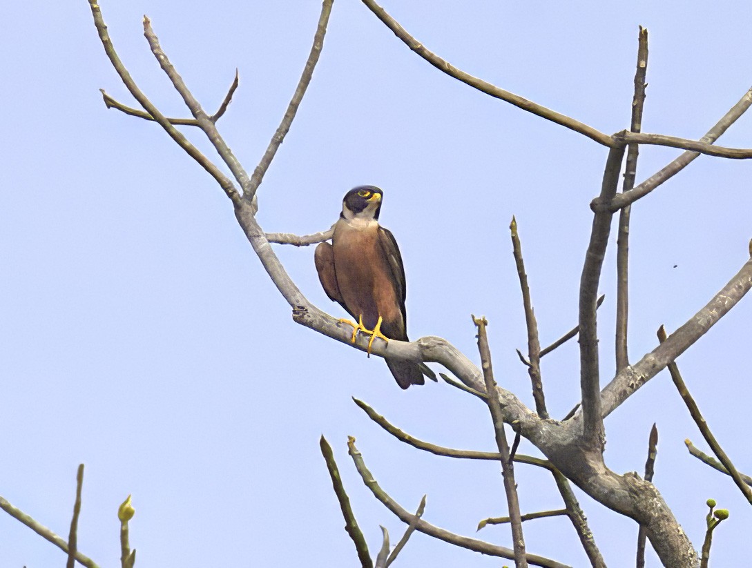Oriental Hobby - ML639027030