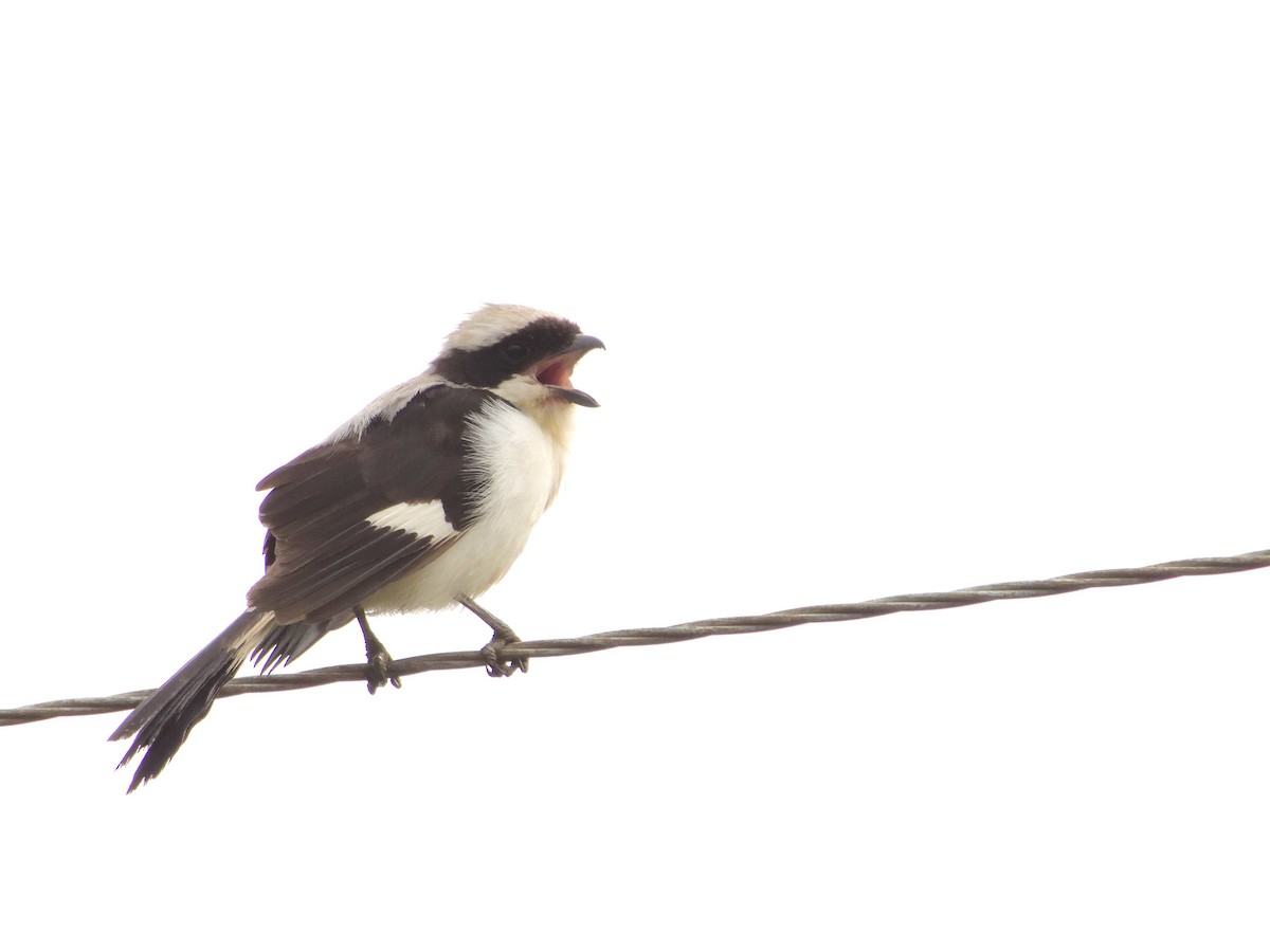 Gray-backed Fiscal - ML639027133