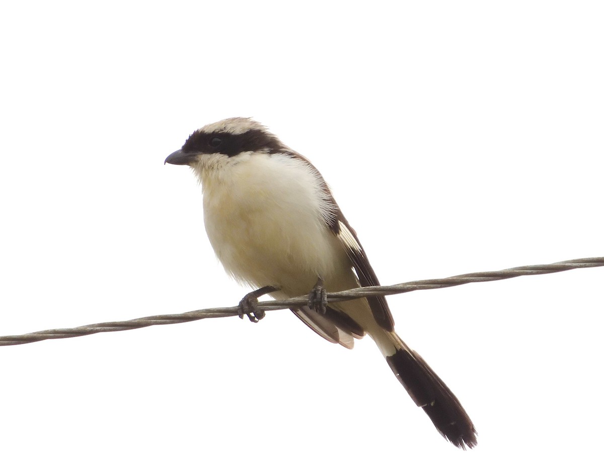 Gray-backed Fiscal - ML639027142