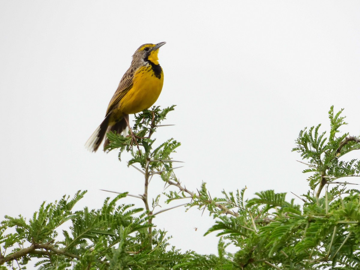 Yellow-throated Longclaw - ML639027147