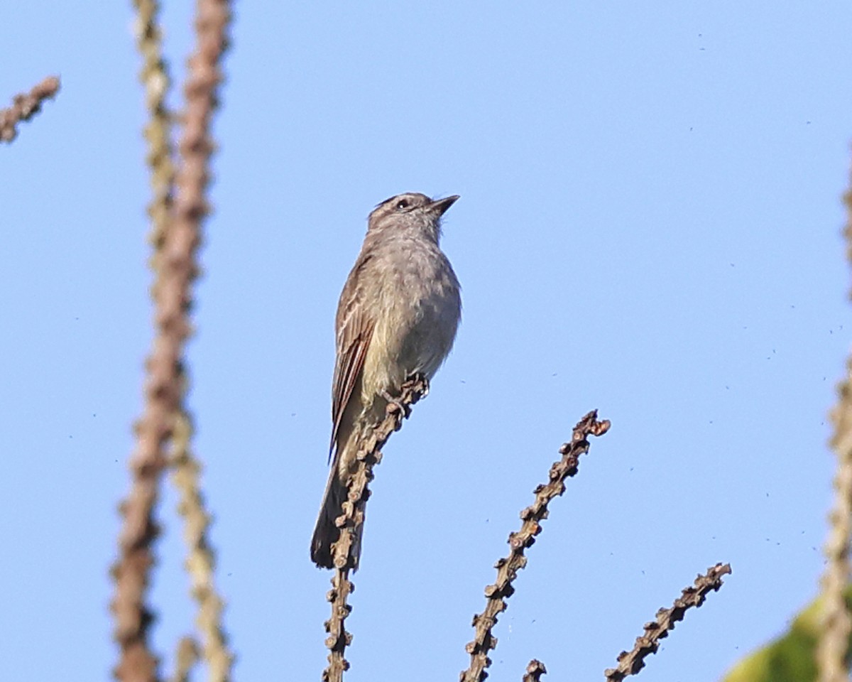 Crowned Slaty Flycatcher - ML639027152