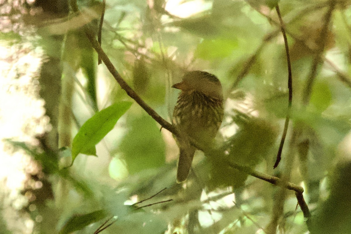 White-chested Puffbird - ML639027154