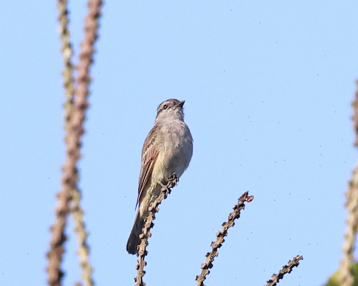 Crowned Slaty Flycatcher - ML639027156